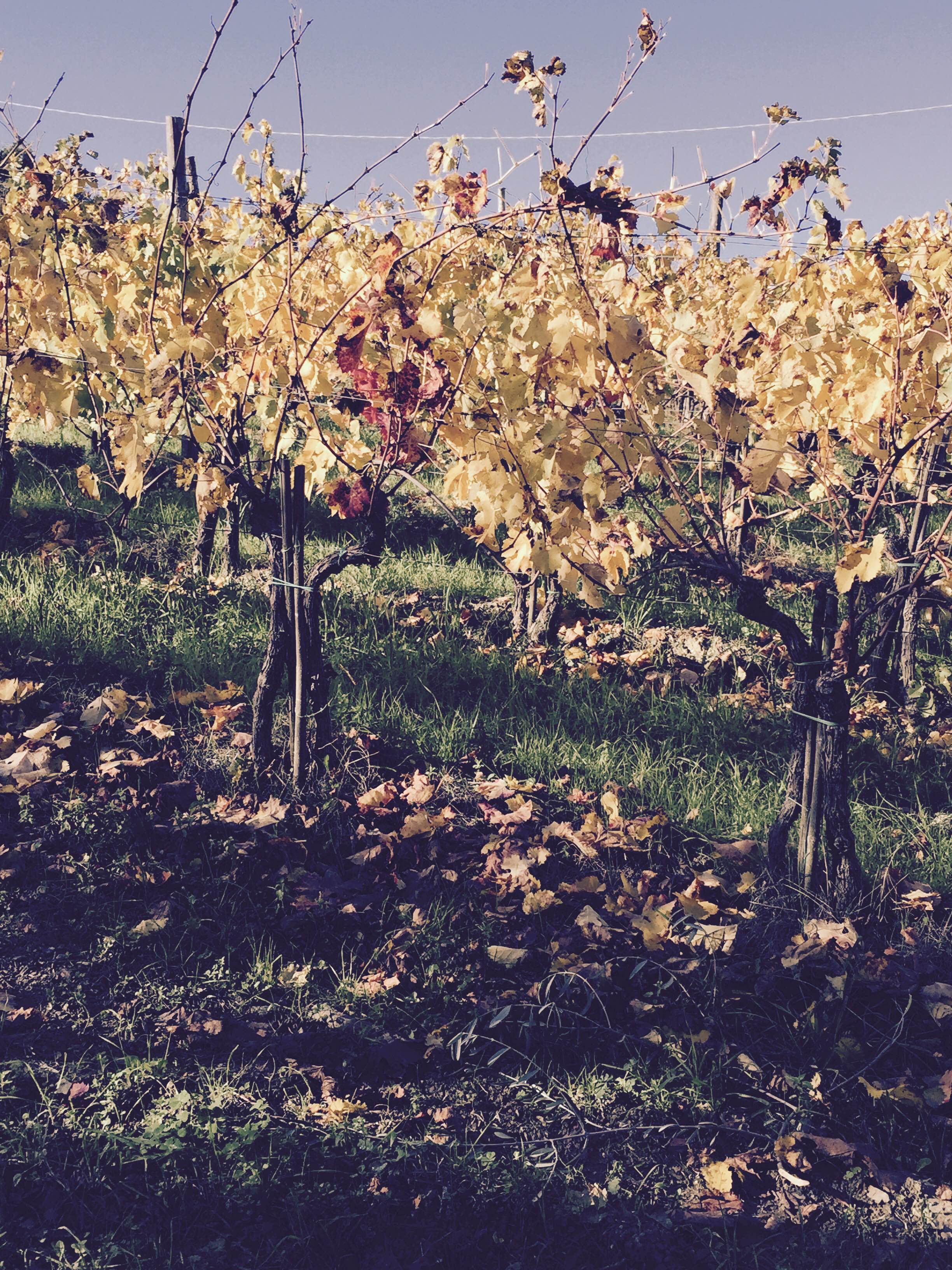 Vineyard in Tuscany countryside