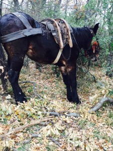 Mules having lunch