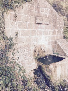 Wild glimpse, old fountain